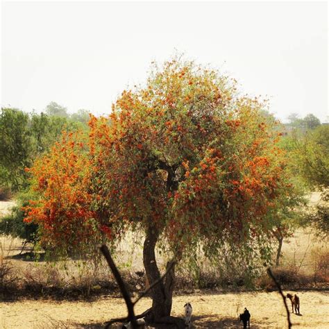 SHOP 360 GARDEN Tecomella undulata, rohida, desert teak, Marwar teak ...