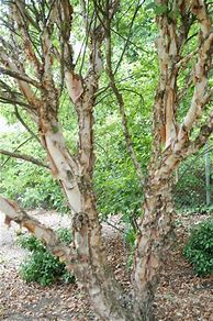 Image result for Heritage Clump River Birch 5 Container