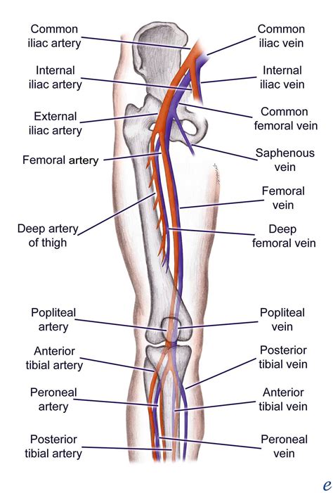 Arteries Of The Lower Limb – Anatomy System – Human Body Anatomy ...