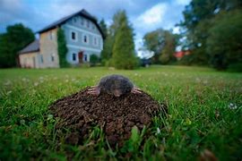 Image result for Raised Pink Moles On Skin