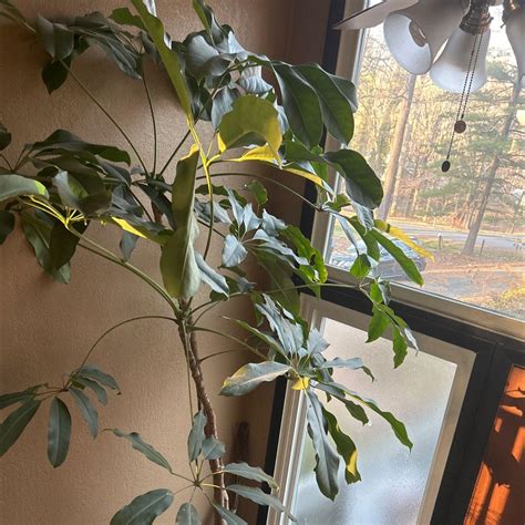 🌂 Why Are My Umbrella Tree Leaves Curling?