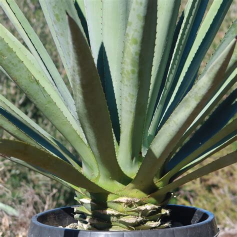 Shop Blue agave 'Tequila Plant' Agave Tequilana - Care and Info ...