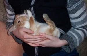 Massage Using Rabbit Fur 的图像结果