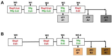 T Regulatory Cell-Associated Tolerance Induction by High-Dose ...