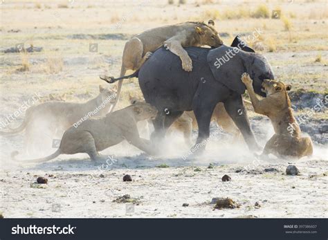 Lion Eating Elephant