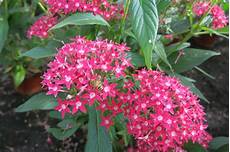 fiori di giardino giardini in gallura le api sui fiori di pentas lanceolata fiori di giardino giardini in gallura le api sui fiori di pentas lanceolata