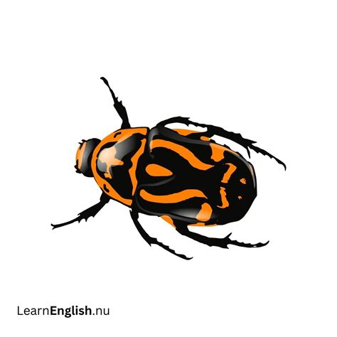 Insects in Spanish: 40+ Must-know Bugs and Insects in Spanish - learn ...