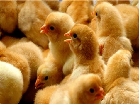 浙江湖州：智能养鸡奔致富-人民图片网