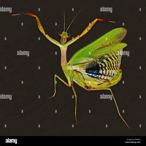 Mantis hi-res stock photography and images - Alamy