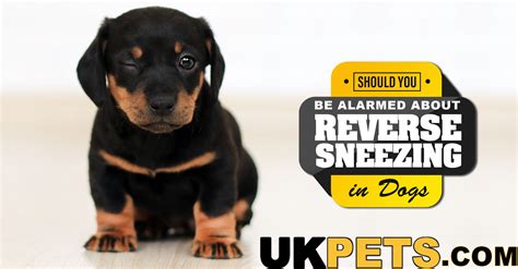 How Can I Help My Dog With Reverse Sneezing