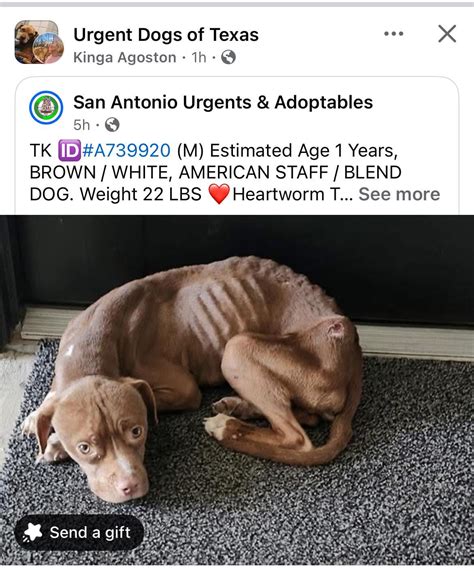 2723 best r/national_pet_adoption images on Pholder | His owner got ...