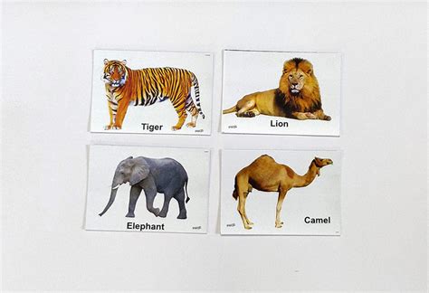 Flash Cards Animals – Vyvic Educational Needs