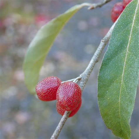 Autumn Olive - NS Invasive Species Council