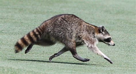 Raccoon With Distemper