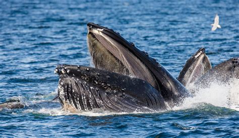 Most Endangered Whale