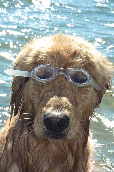 Doggles . . . | Cute animals images, Cute dogs, Cute animal photos