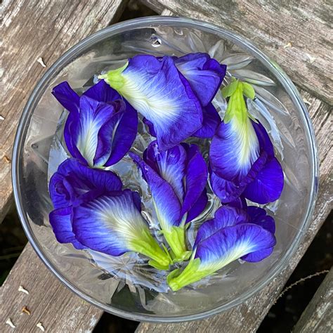 Butterfly Pea Flower Essence – Whispering Roots Apothecary