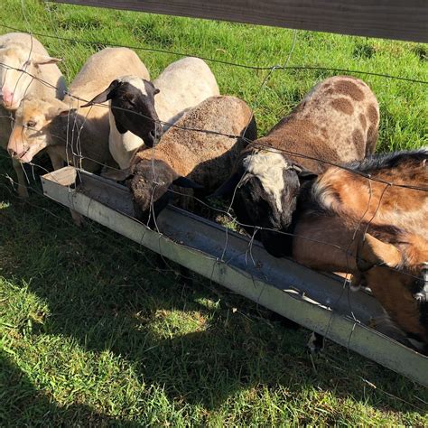 TOMMERUP'S DAIRY FARM (Kerry) - Specialty Inn Reviews & Photos ...