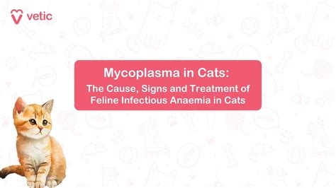 Mycoplasma in Cats: Cause, Sign, Treatment of Anemia in Cats