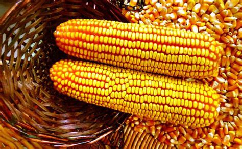 高产的玉米种子品种主要有哪些？ - 第2页 - 粮食种植 - 黔农网