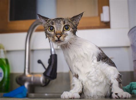 Download wallpaper cat, wet, shower, section cats in resolution 1920x1408