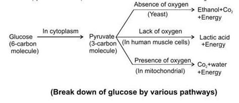 What are different pathways in which glucose is oxidized to provide ...