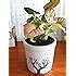 Rolling Nature Combo of Good Luck Live Syngonium Pink Plant and Jade ...