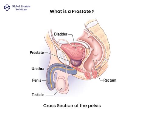 What is a Prostate | Anatomy, Location, Function Explained