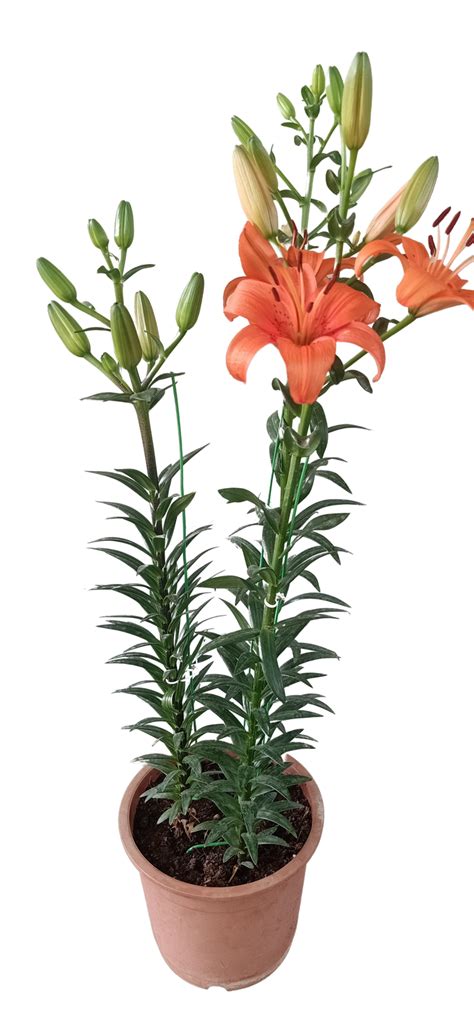 Asiatic Lily Live Plant Buy 1 get 1 Free – Trikaya Online Store