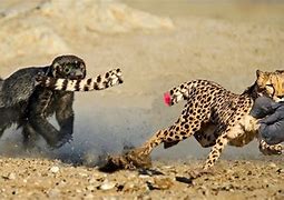 Image result for Baby Cheetah Honey Badger