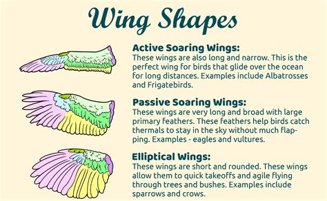 What You need to Know about Bird Wings – Birdfy