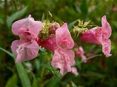 fiori di bach menopausa fiori di bach in menopausa impatiens menopausa fiori di bach menopausa fiori di bach in menopausa impatiens menopausa