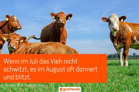 Juliregen nimmt den Erntesegen- Bauernregeln im Juli | agrarheute.com