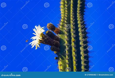Tropical Cacti Cactus Plants with White Flower Blossom Mexico Stock ...