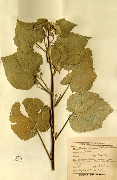 abutilon_ramosum.