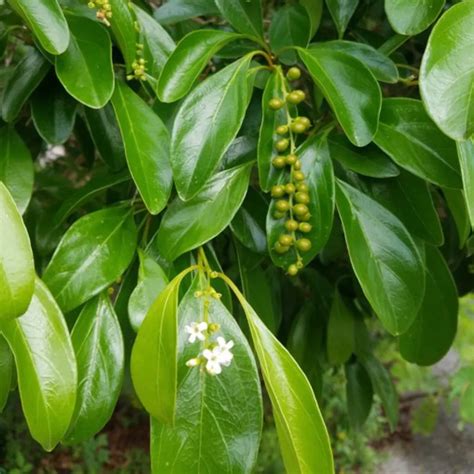 Vrindavan Champa (Citharexylum Spinosum) "Fiddlewood" - Plant – Lalit ...