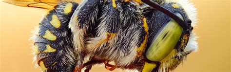 Download wallpaper eyes, macro, close-up, bee, background, insect ...