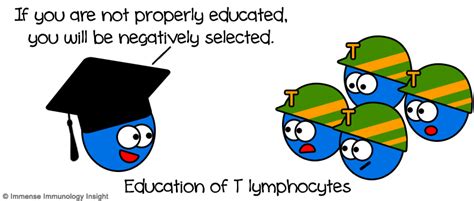 newborn immune system 6 weeks
