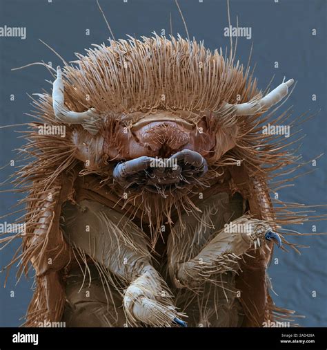 Brown Carpet Beetle