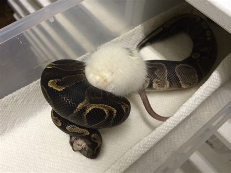 Ball Python Eating Fish 的图像结果