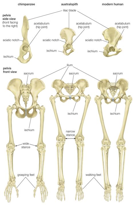 Female Pelvis Bones Anatomy