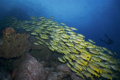 Eco-Friendly Scuba Diving: Tips for Minimizing Your Environmental Impact | divetheamericas.com