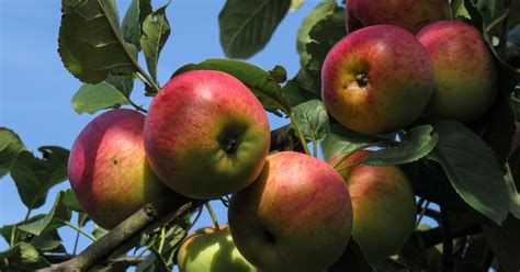 Apple Tree 的图像结果