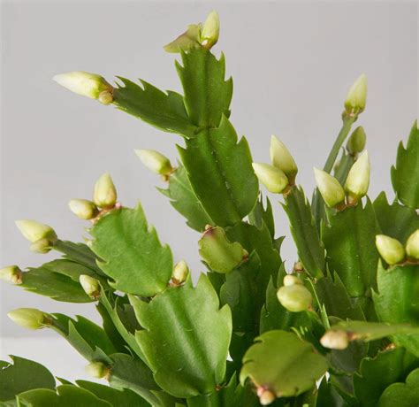 Christmas Cactus Cats