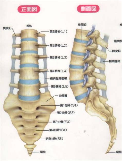 腰椎的解剖结构及图示 - 知乎