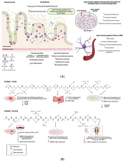 ApoE Mimetic Peptides to Improve the Vicious Cycle of Malnutrition and ...