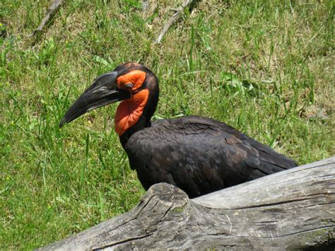Southern ground hornbill - ZooChat