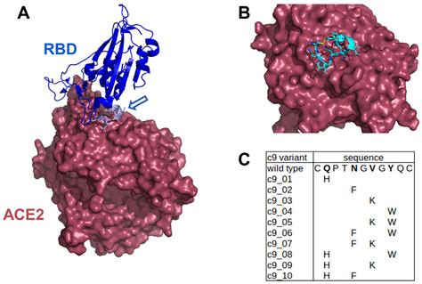 A Comprehensive Technology Platform for the Rapid Discovery of Peptide ...
