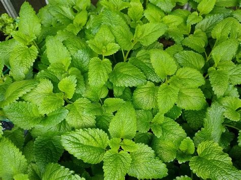Lemon Balm Vs Mint Plant at Georgia Challis blog
