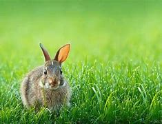 Image result for Cute Bunnies with Flowers